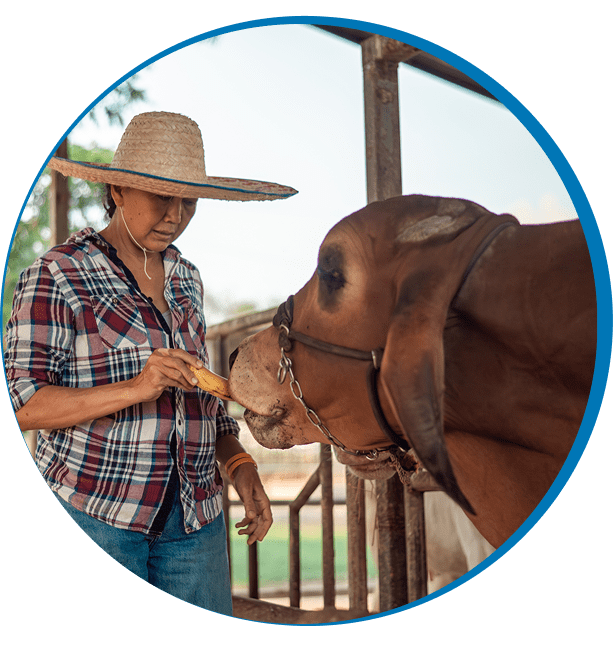 Farmer with straw hat feeds cow
