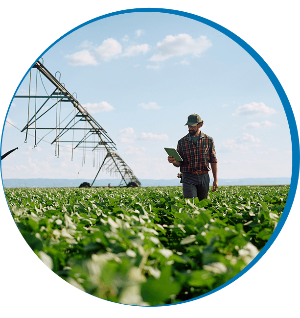 Man inspecting crops under irrigation system