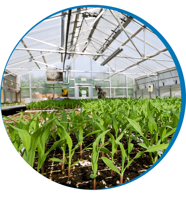 Indoor farming of corn plants