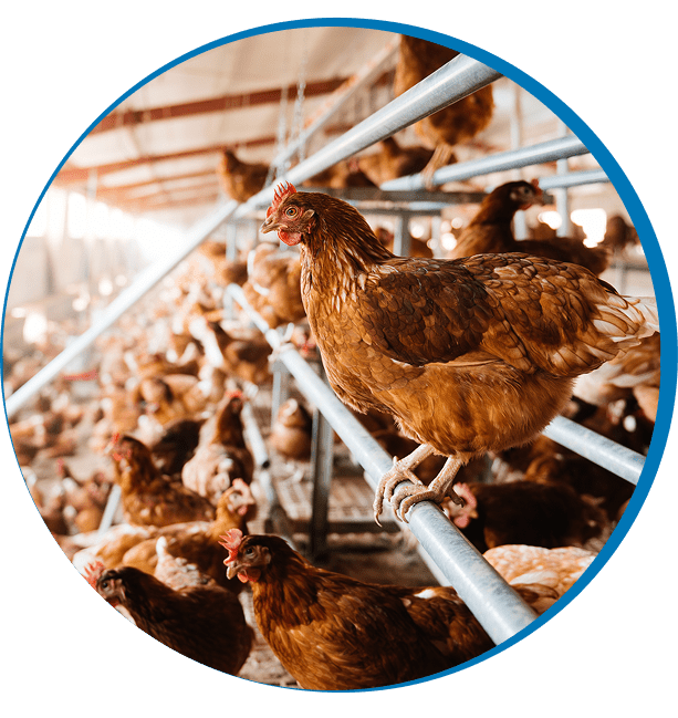 Chickens in a large poultry farm