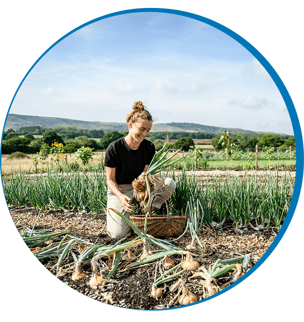 Harvesting onions under blue sky