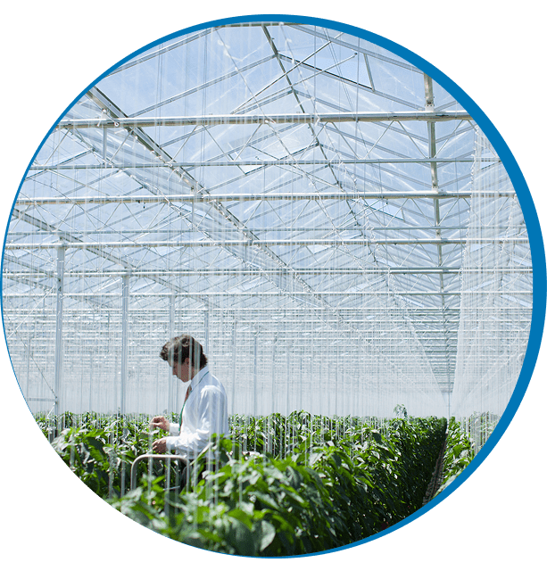 Greenhouse worker checking crops