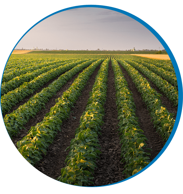 Rows of crops in a field