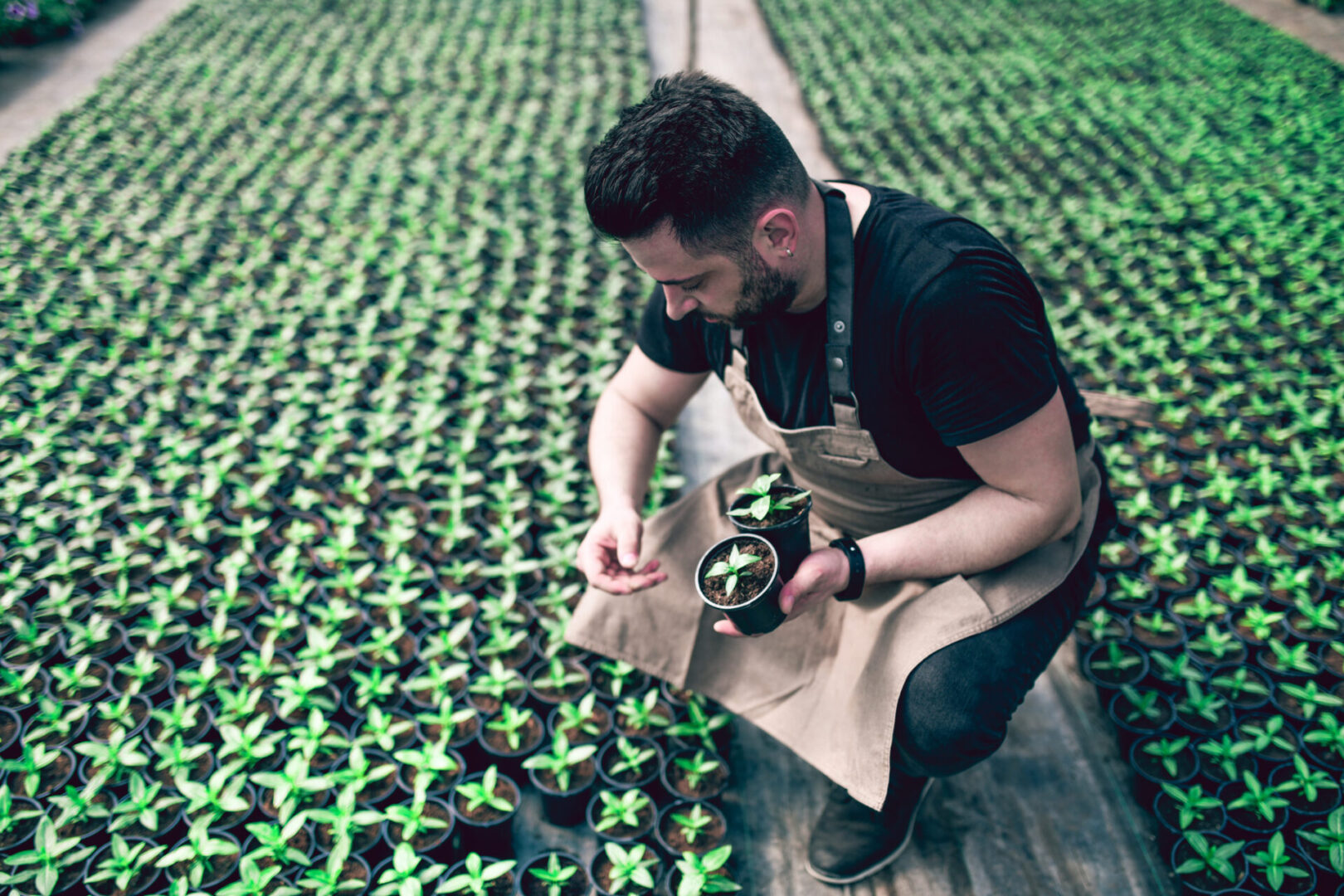Gardener tending to young plants
