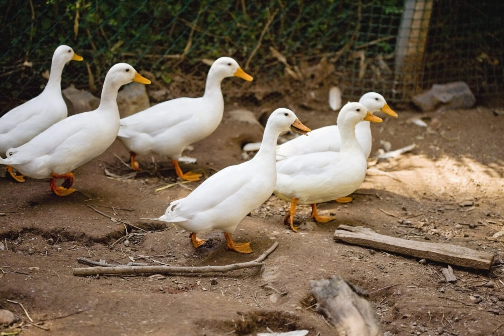 White ducks walking on dirt path