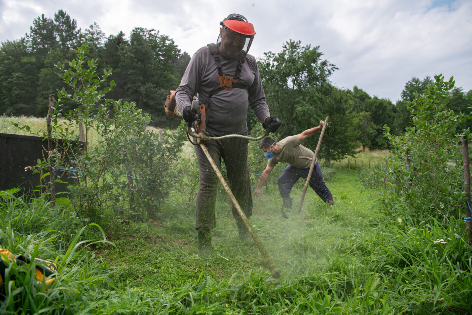Outdoor manual grass cutting with scythes