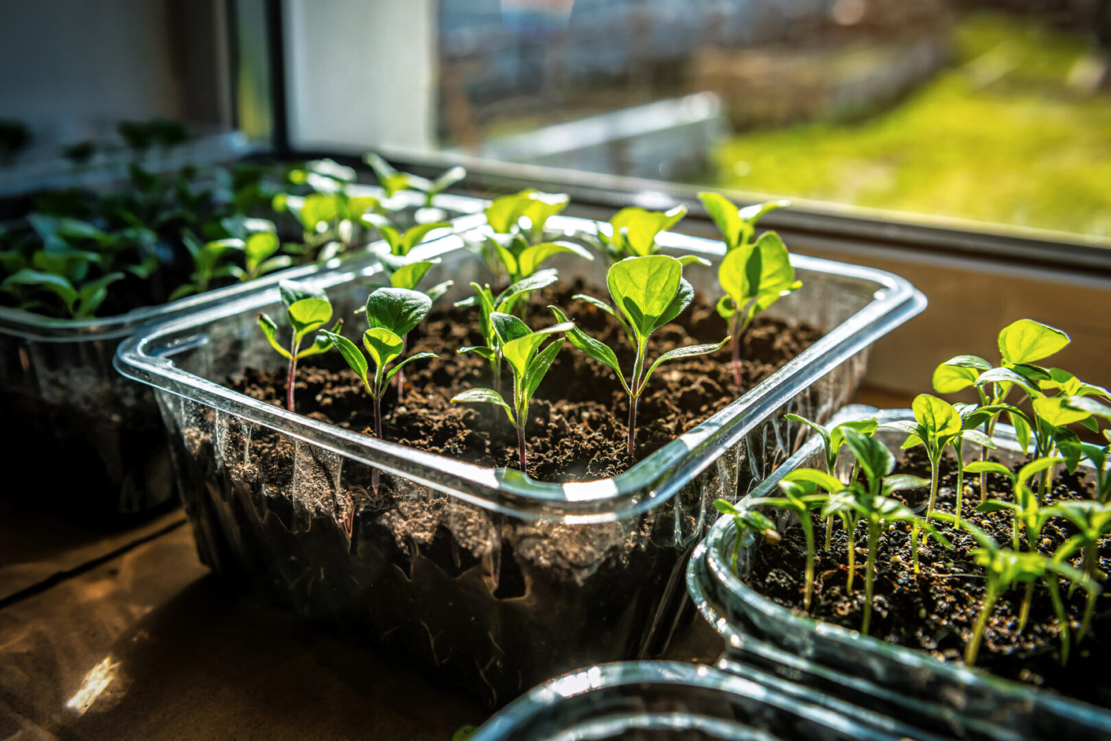 Green sprouts by a window