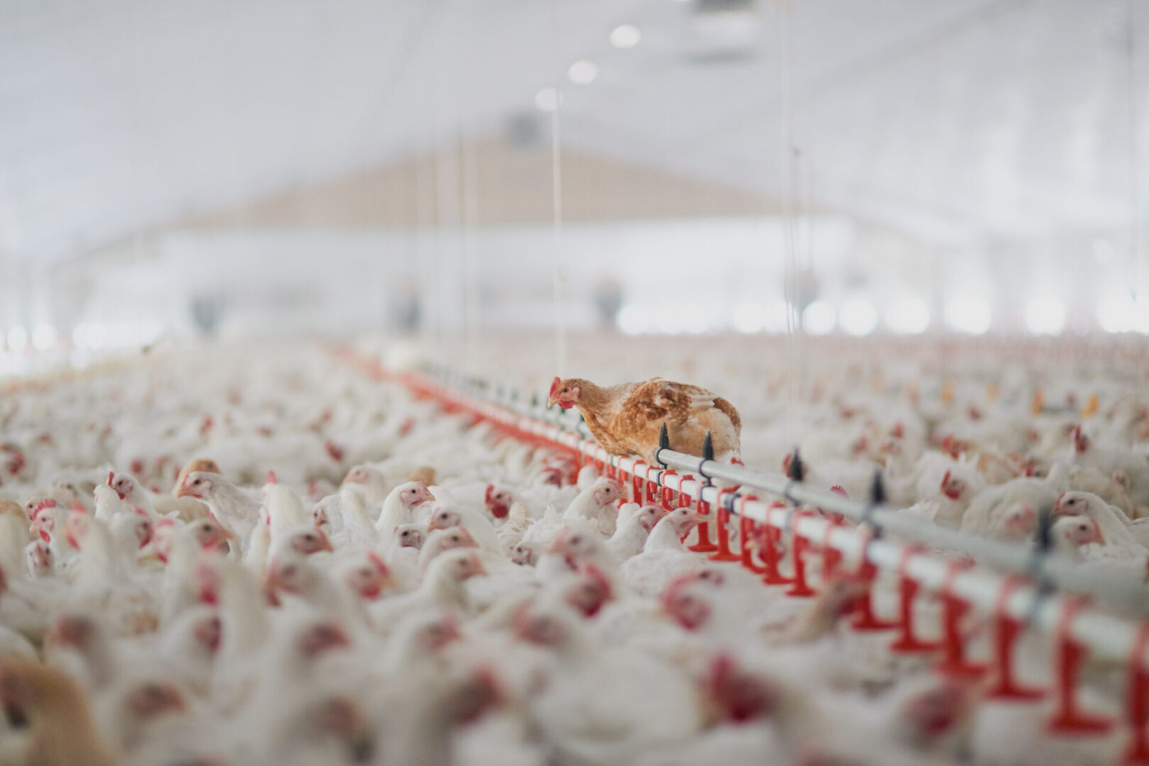 Indoor chicken farm with many birds